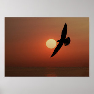 Seagull Bird Sunset Sunrise Red Sky Dawn Nature Poster