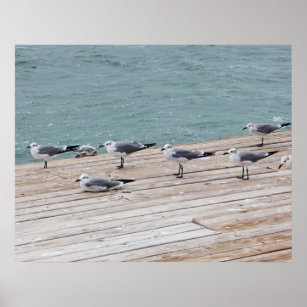 Seagull Birds on Florida Ocean Pier Poster