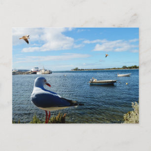Seagull, Boats And The Ocean,    Postcard