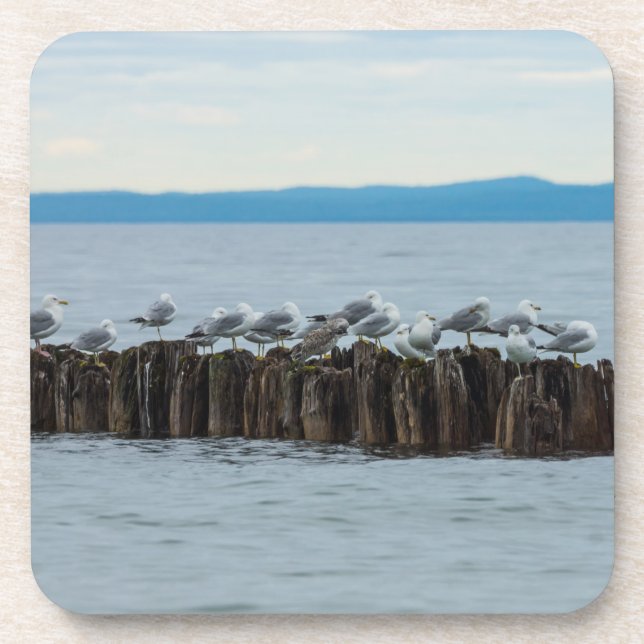 Seagull Breaktime Drink Coaster (Front)