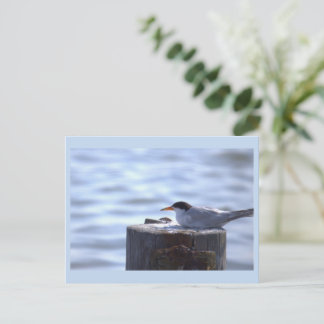 Seagull by the Ocean Postcard