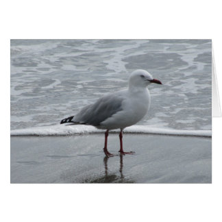 Seagull by the Water Cards