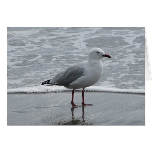 Seagull by the Water Cards (Front Horizontal)