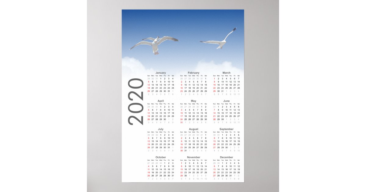 Seagull Calendar 2020 Poster Zazzle