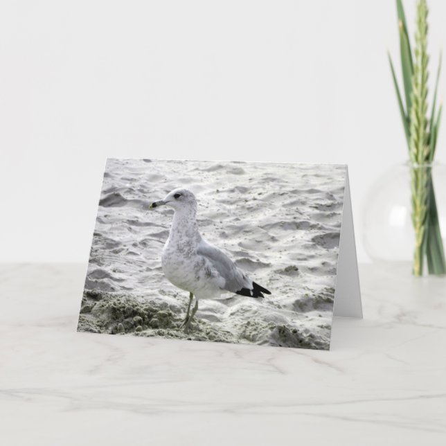 SEAGULL Card (Front)