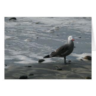 seagull cards