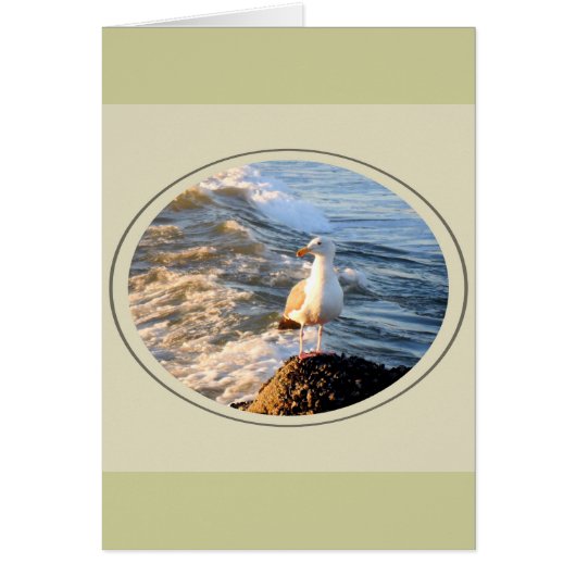 Seagull Cards (Front)