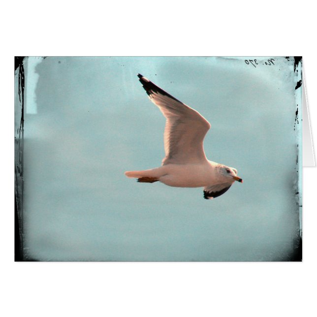 Seagull Cards (Front Horizontal)
