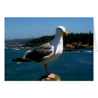 SeaGull Cards