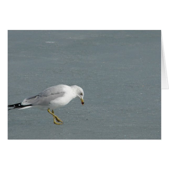 Seagull Cards (Front Horizontal)