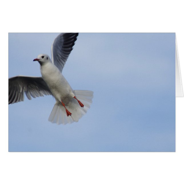 Seagull Cards (Front Horizontal)