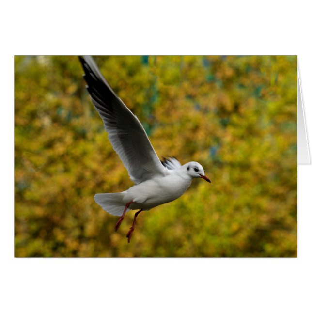 Seagull Cards (Front Horizontal)