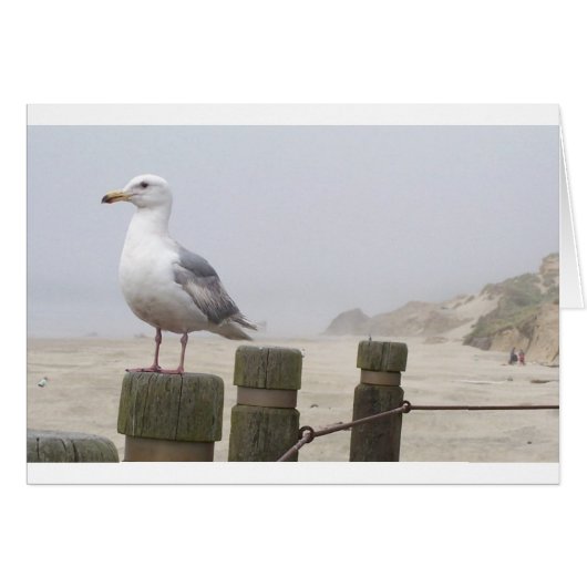Seagull Cards (Front Horizontal)