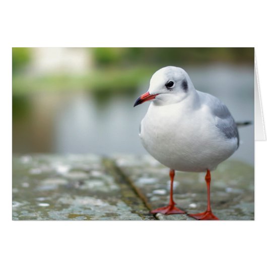 Seagull Cards (Front Horizontal)