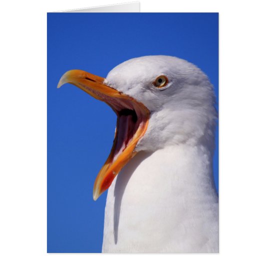 Seagull Cards (Front)