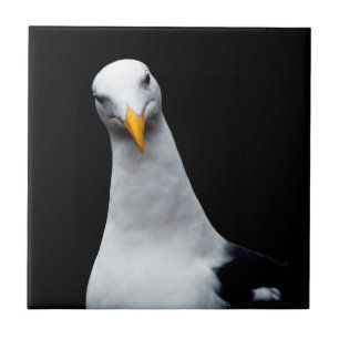 Seagull Ceramic Tile