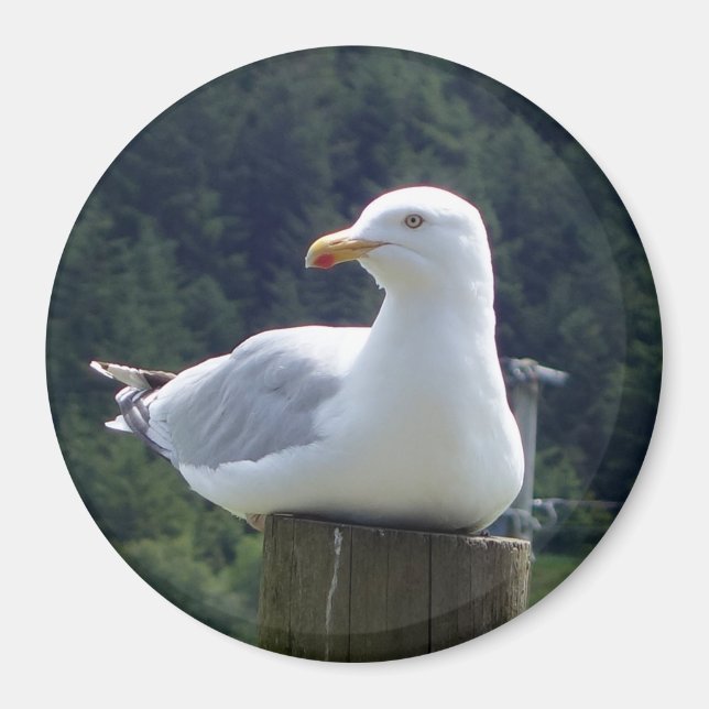 Seagull Circle Photo Magnet (Front)