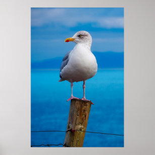 Seagull closeup poster