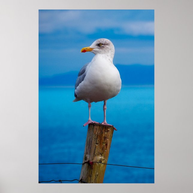 Seagull closeup poster (Front)