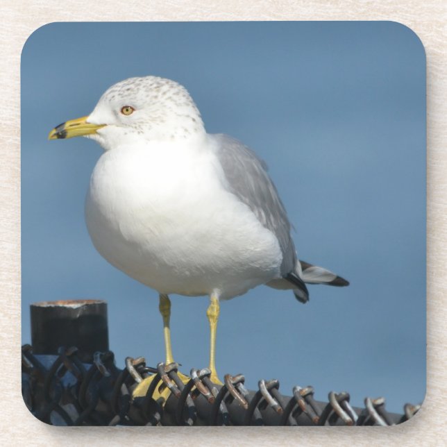 Seagull Coaster (Front)