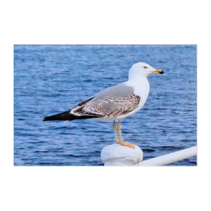 Seagull Constanta Romania – Black Sea Photography Acrylic Print