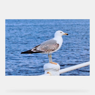 Seagull Constanta Romania – Black Sea Photography Acrylic Sign