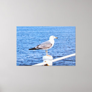 Seagull Constanta Romania – Black Sea Photography Canvas Print