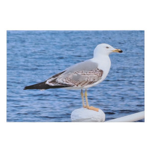 Seagull Constanta Romania – Black Sea Photography Faux Canvas Print