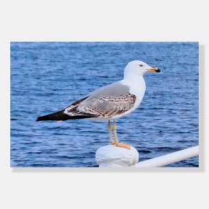 Seagull Constanta Romania – Black Sea Photography Foam Board