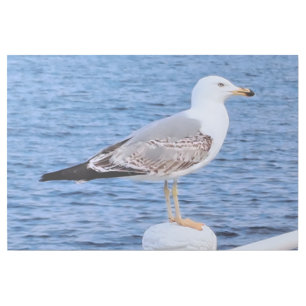 Seagull Constanta Romania – Black Sea Photography Gallery Wrap