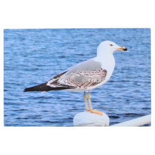 Seagull Constanta Romania – Black Sea Photography Metal Print