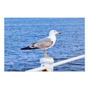 Seagull Constanta Romania – Black Sea Photography Photo Print