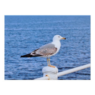 Seagull Constanta Romania – Black Sea Photography Poster