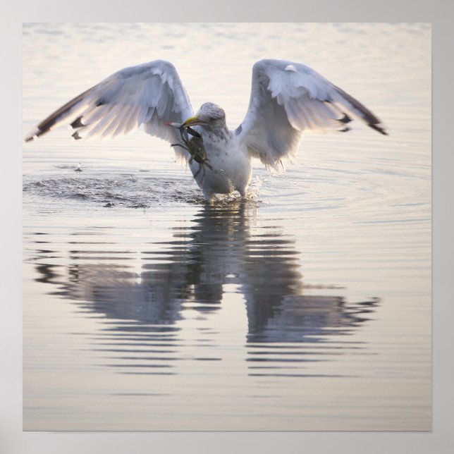 Seagull Crab Fishing Photo Poster (Front)