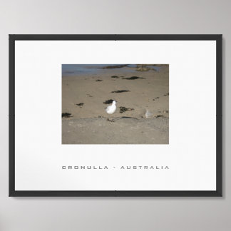 Seagull Cronulla Sydney Australia Travel Framed Art