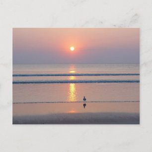 Seagull Daytona Beach FL Ocean Sunrise Postcard