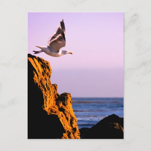 Seagull Departs  Postcard