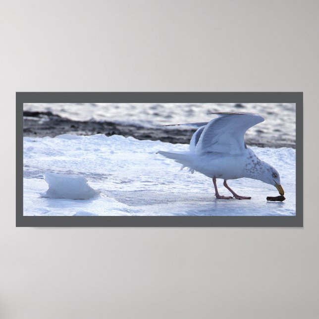 Seagull Eating on Ice Poster (Front)