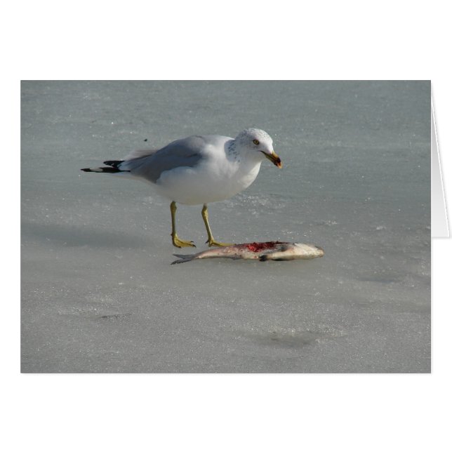 Seagull Eats Fish Cards (Front Horizontal)