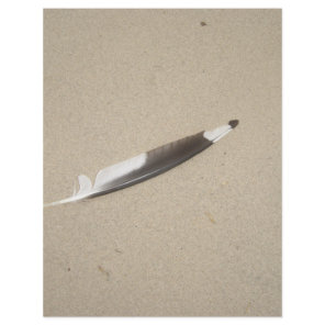 Seagull Feather