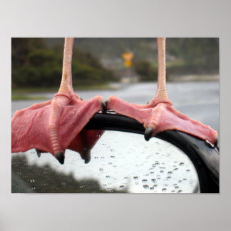 Seagull Feet Poster