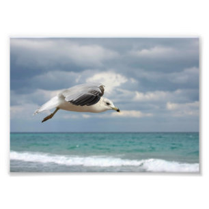 Seagull Flight Photo Print