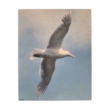Seagull flying Metal Wall Art