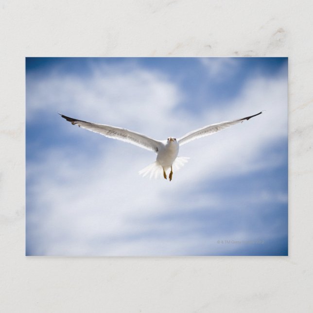 Seagull flying, Morocco Postcard (Front)