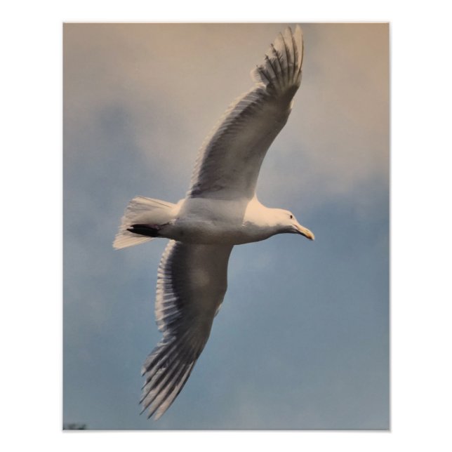 Seagull flying Photo Enlargement (Front)