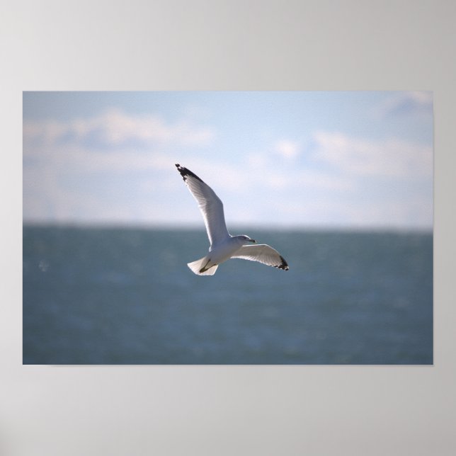 Seagull Flying Photo Poster (Front)