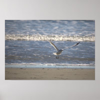 Seagull Flying Photo Poster