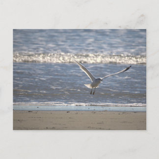 Seagull Flying Postcard