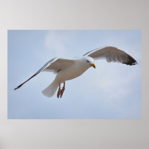 Seagull flying poster