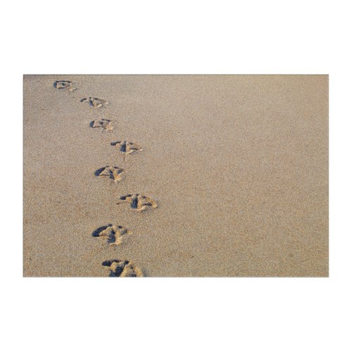 Seagull footprints in the sand acrylic print